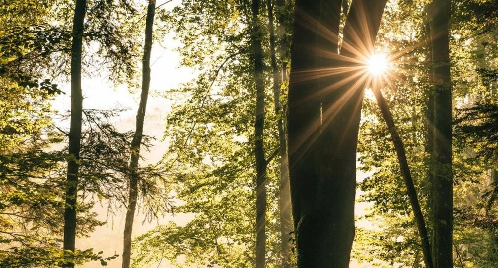 Projekt DIANA in der Pressemitteilung zur Waldstrategie 2050 vorgestellt